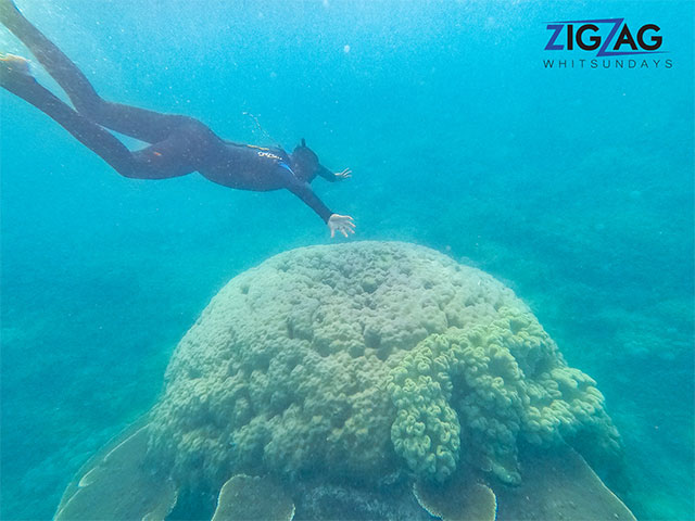 A snorkeler underwater with coral