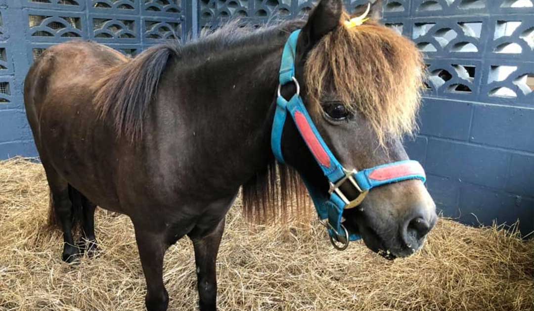 Mini horse in animal farm