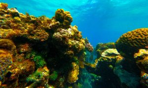 Great barrier reef corals and fish