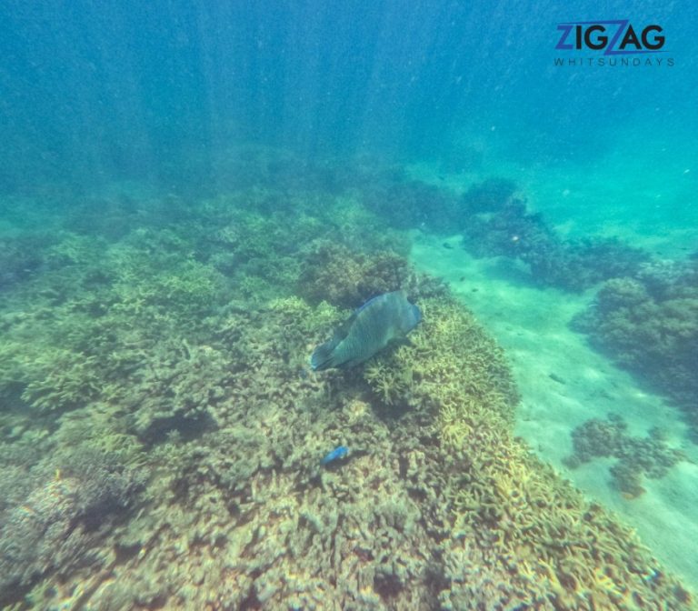 Snorkelling with zigzag whitsundays day tour