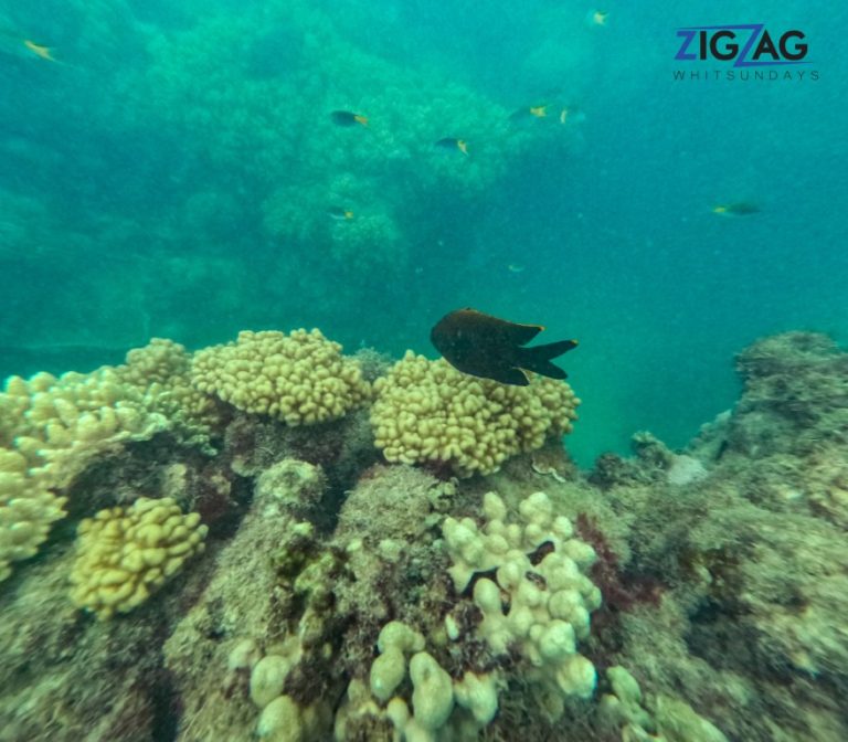 Snorkelling with zigzag whitsundays day tour