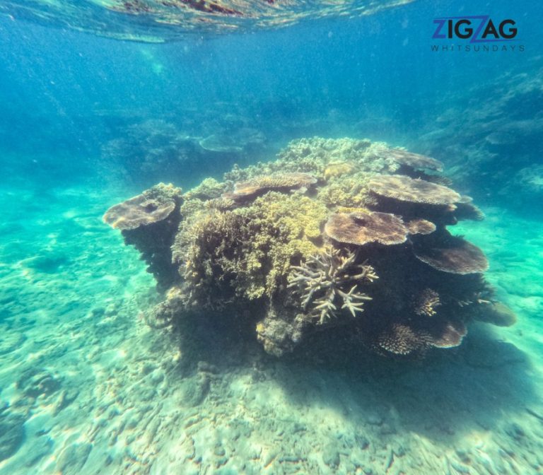 Snorkelling with zigzag whitsundays day tour