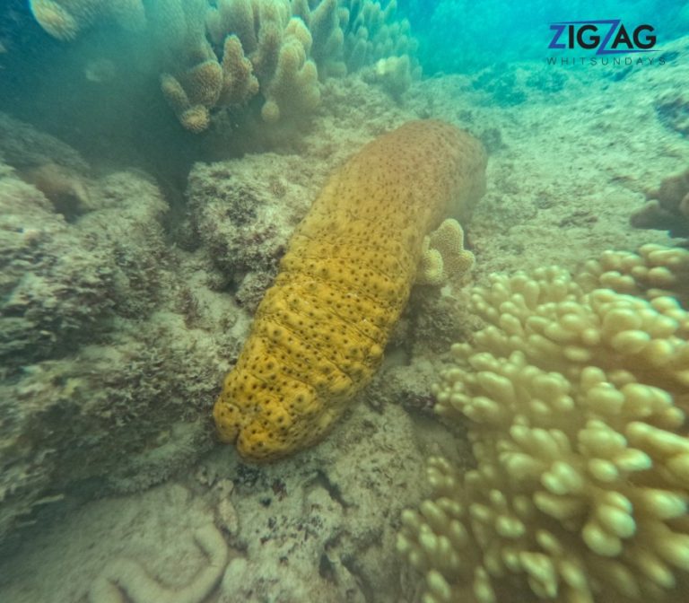 Snorkelling with zigzag whitsundays day tour