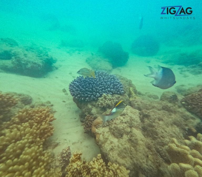 Snorkelling with zigzag whitsundays day tour