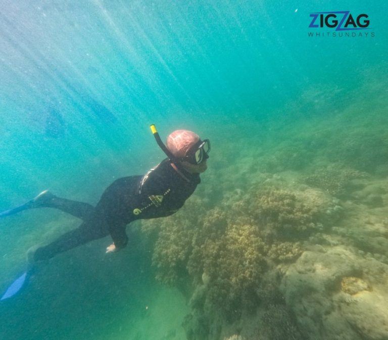 Snorkelling with zigzag whitsundays day tour
