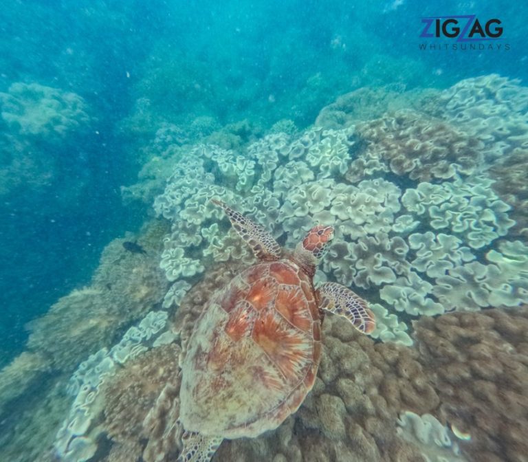Snorkelling with zigzag whitsundays day tour