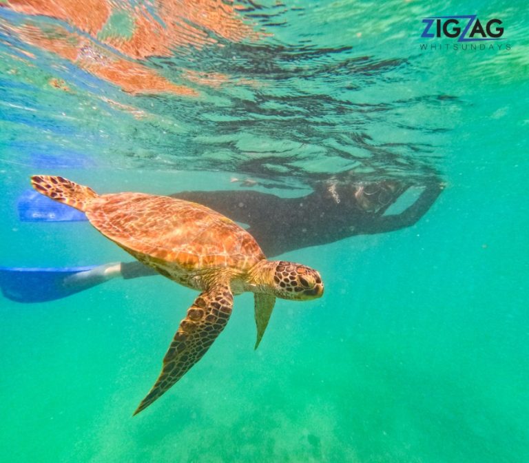 Snorkelling with zigzag whitsundays day tour