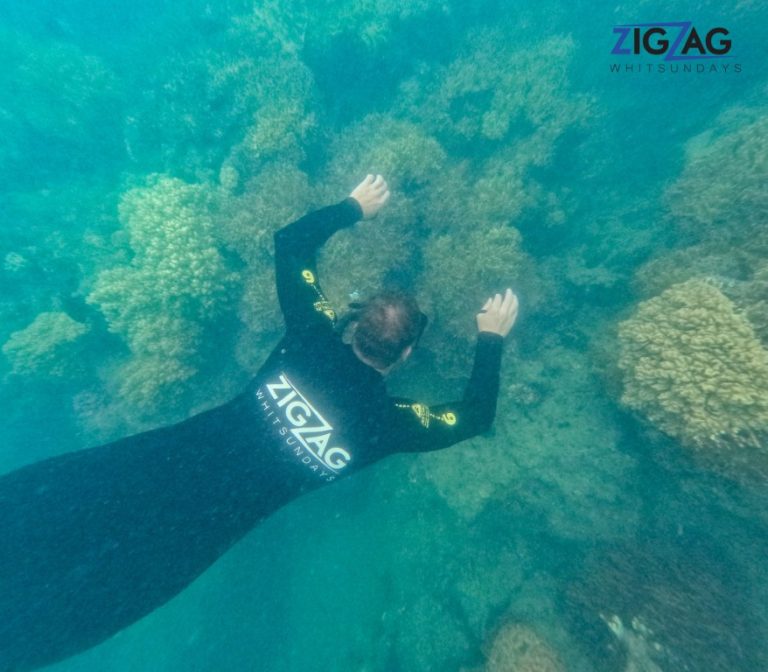 Snorkelling with zigzag whitsundays day tour