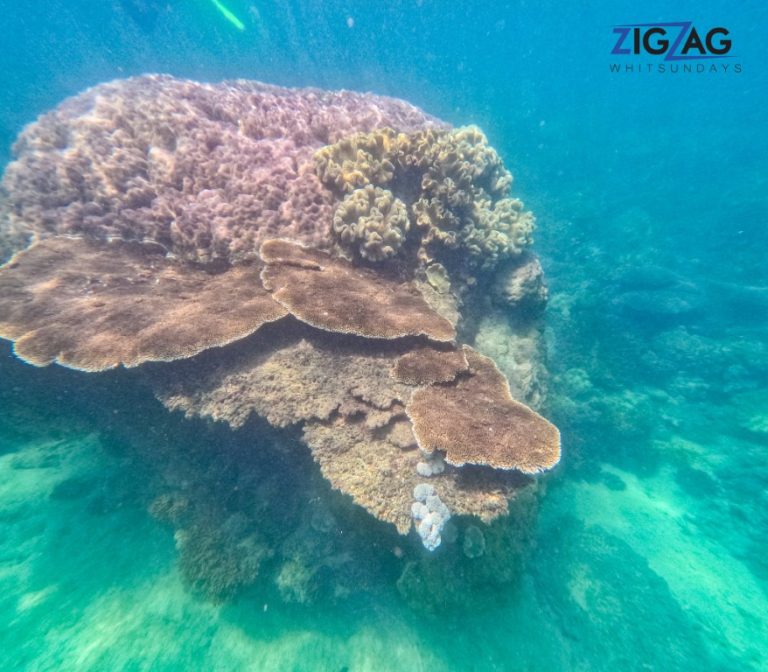 Snorkelling with zigzag whitsundays day tour
